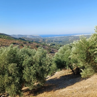 Schöne Aussicht auf die Landschaft Kroussos olivenöl