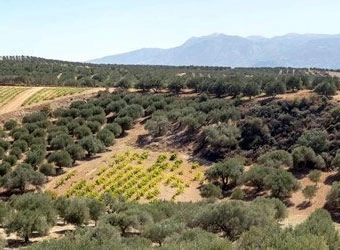Crete and its olive oil