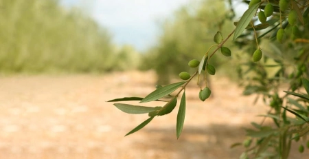 Crete and its olive oil