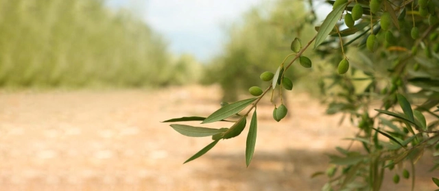 Crete and its olive oil