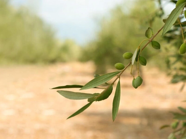 Crete and its olive oil